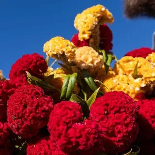 thumbnail for publication: Celosia